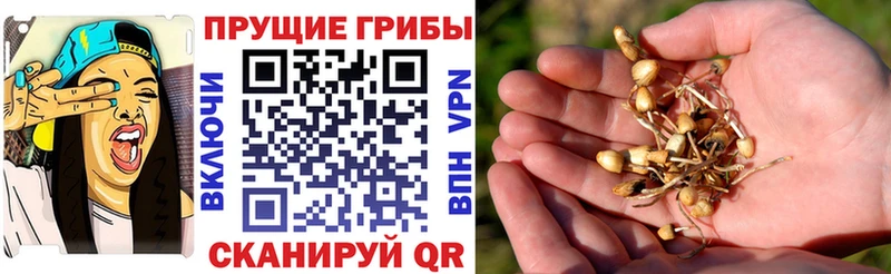 Псилоцибиновые грибы ЛСД Кисловодск