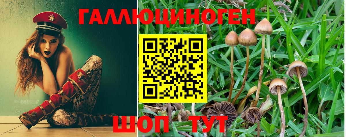 Галлюциногенные грибы Psilocybine cubensis Кисловодск